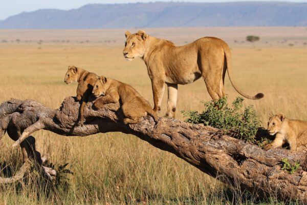 7 days Nothern Tanzania Safaris