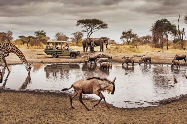 7-Day Comfort Serengeti Safari Experience