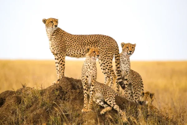 6-Day Private Wildlife & Cultural Safari