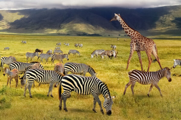 7 days Nothern Tanzania Safaris