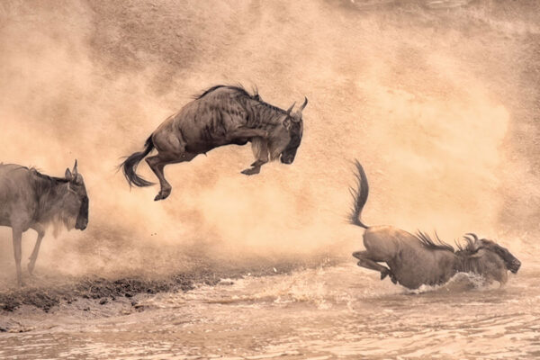 7 days Nothern Tanzania Safaris