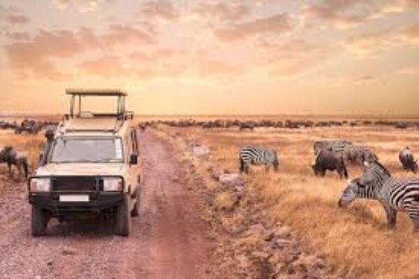 7-Day Comfort Serengeti Safari Experience