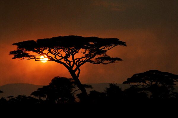 7-Day Comfort Serengeti Safari Experience