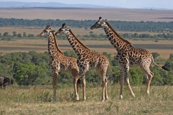 5-Day Comfort Safari Experience