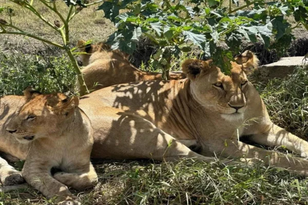 6-Day Private Wildlife & Cultural Safari