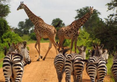 The Complete Guide to Planning a Tanzania Safari (2026–2027)