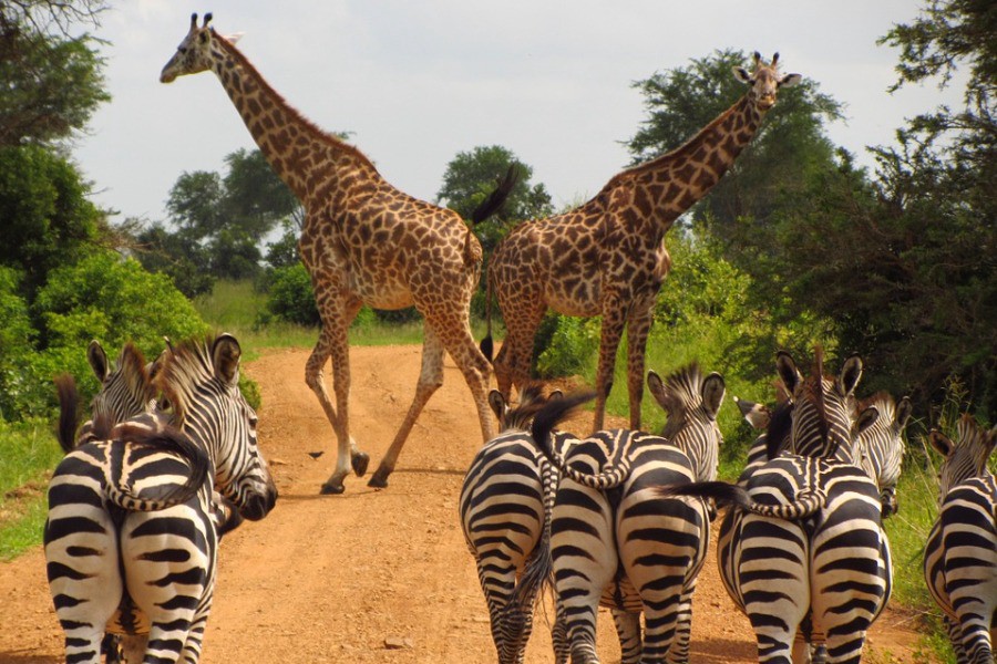 3-day-safari-