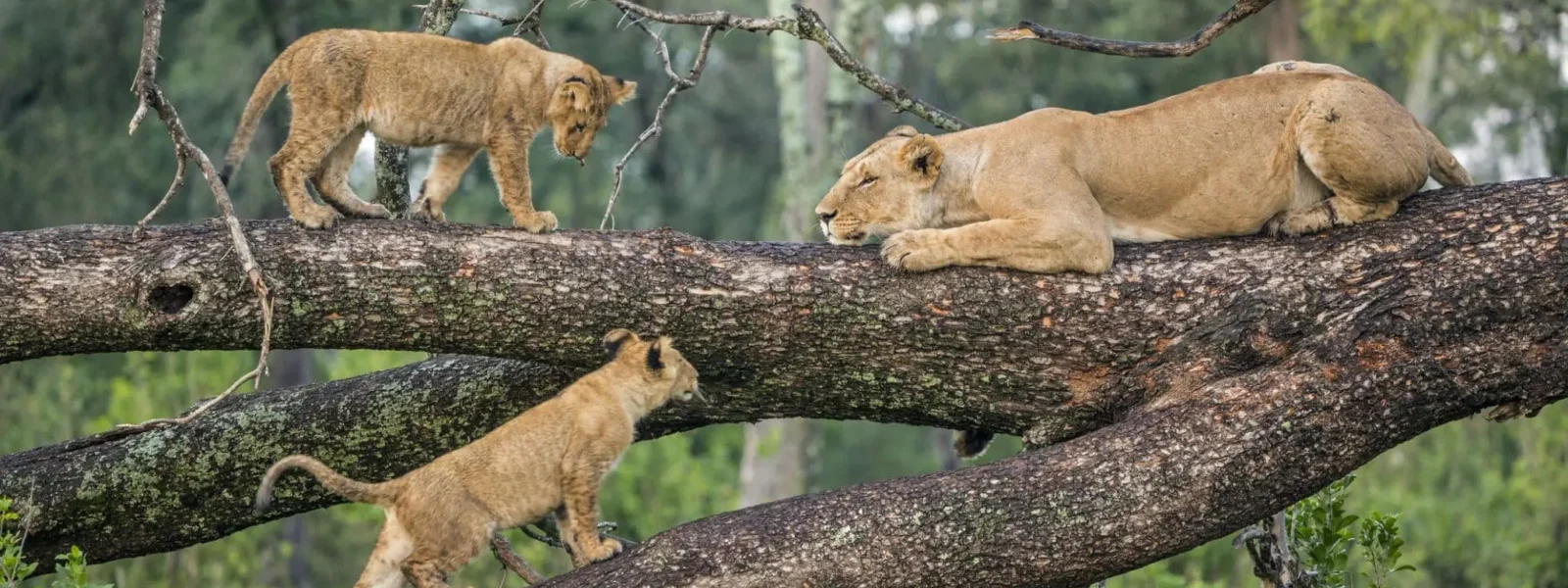 Lake Manyara National Park