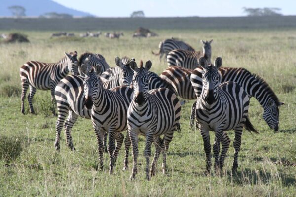 7-Day Comfort Serengeti Safari Experience